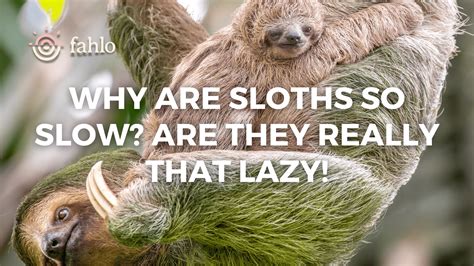 why are sloths so slow|Iba pa.